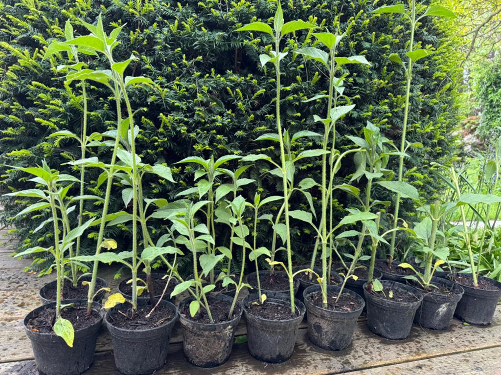 Planten van rode aardpeer, Tuin en Terras, Ophalen