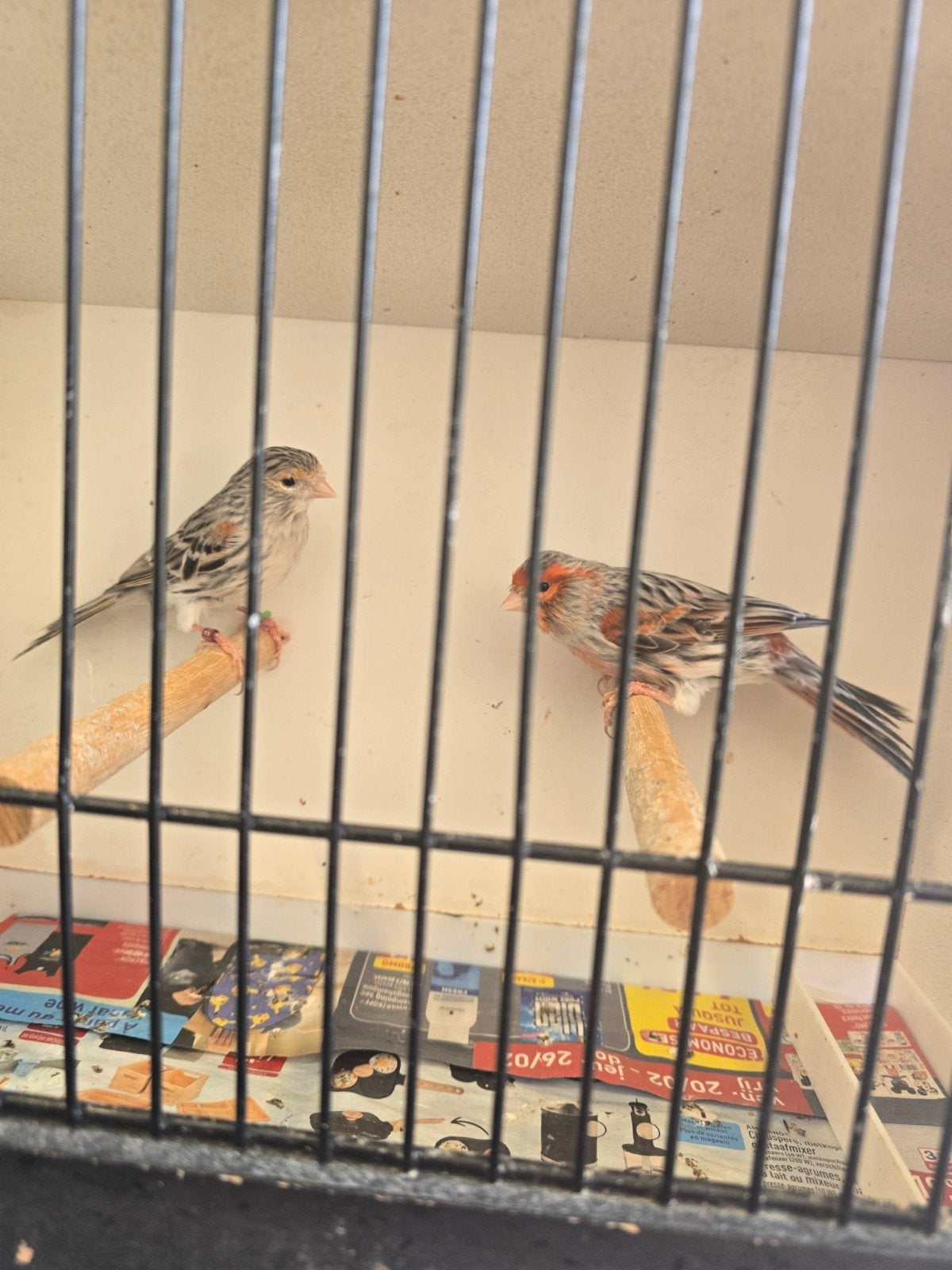 Koppel kanarie 30€, Dieren en Toebehoren