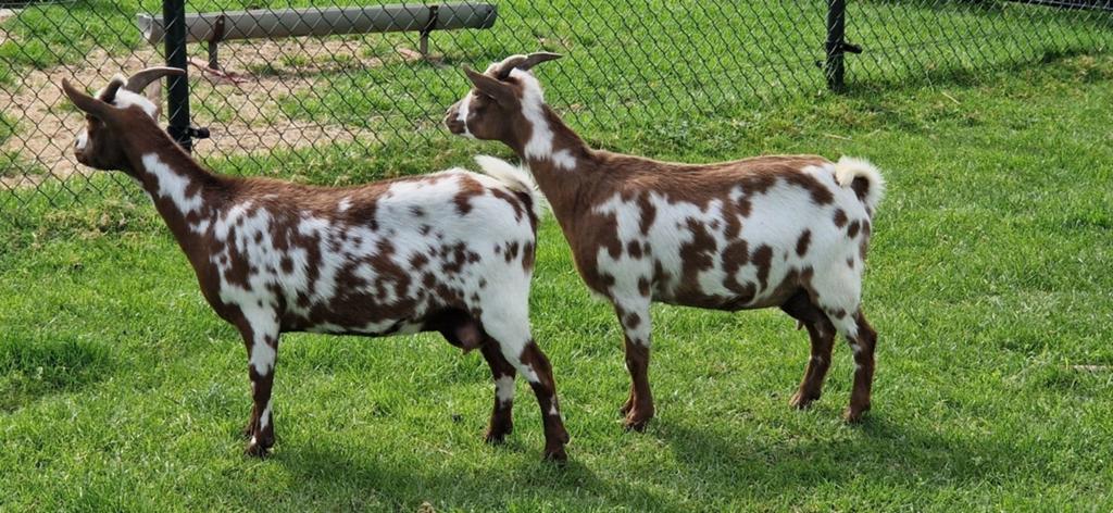 2 prachtig getekende miekes., Dieren en Toebehoren, Schapen, Geiten en Varkens, Geit, Vrouwelijk, 0 tot 2 jaar
