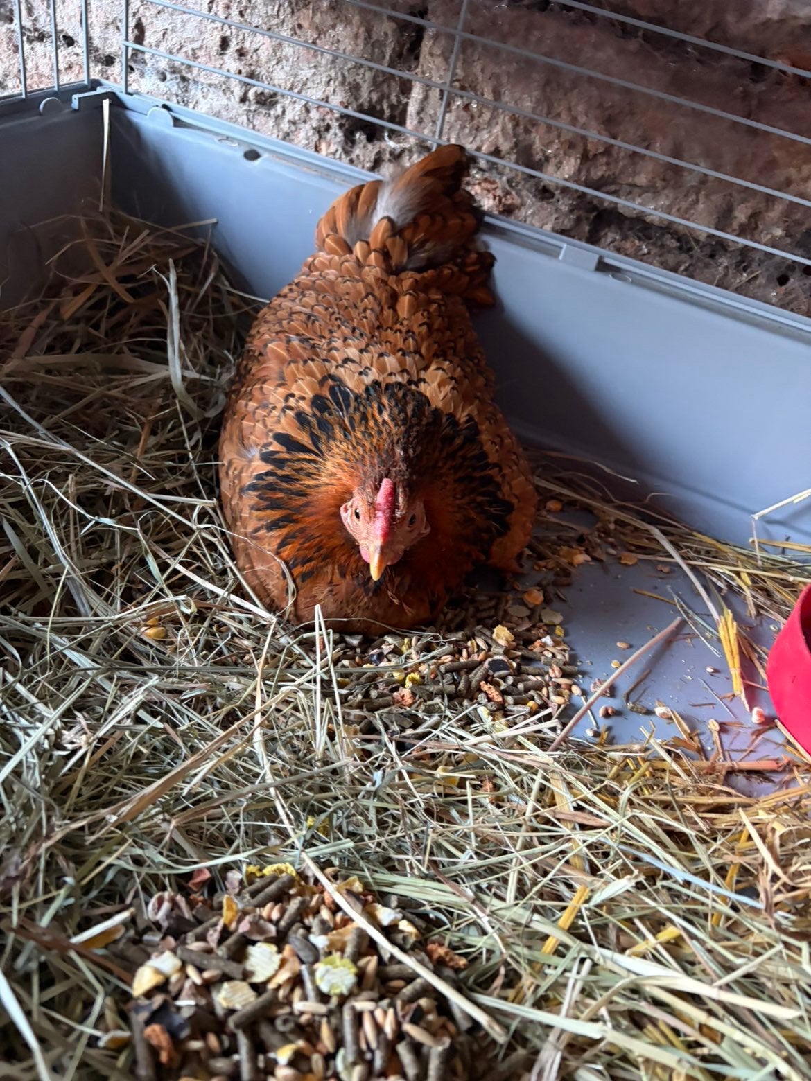 Kip met kuiken, Dieren en Toebehoren, Vrouwelijk, Kip