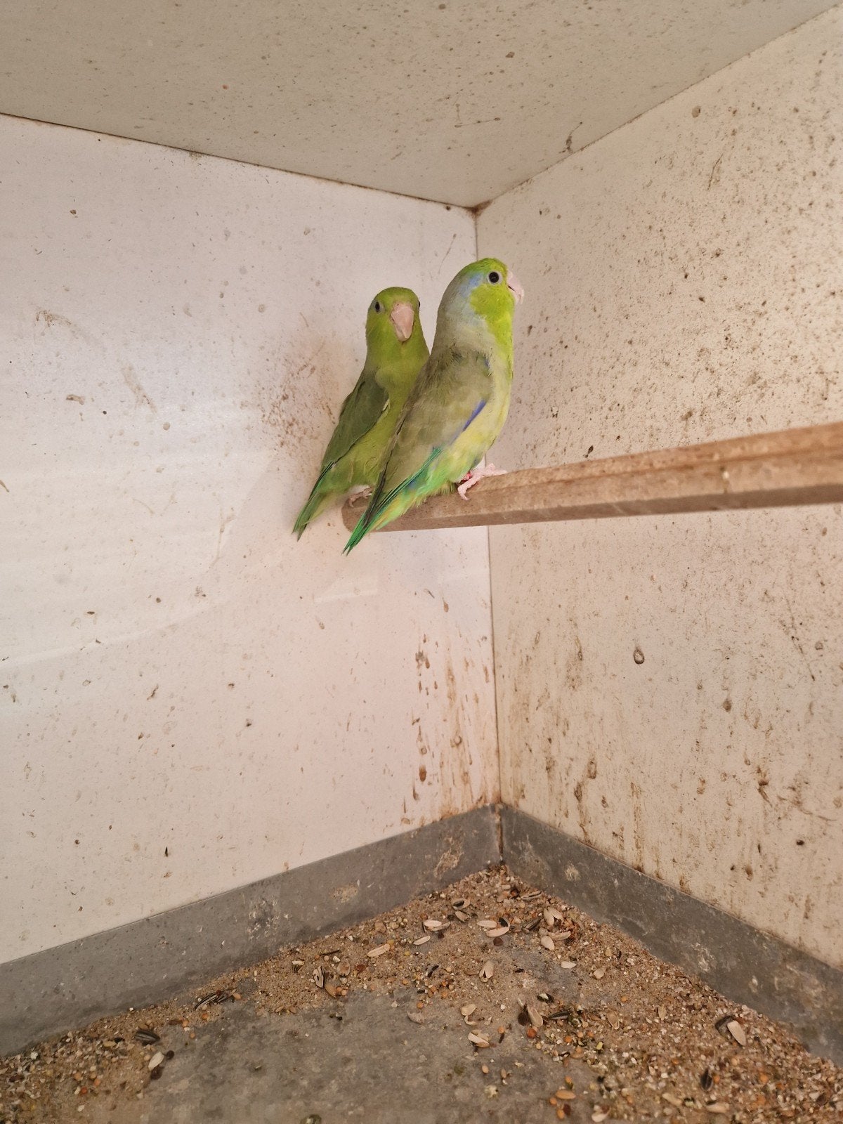 forpus koppel, Dieren en Toebehoren, Vogels | Parkieten en Papegaaien