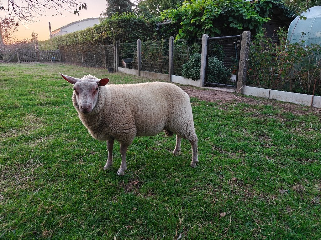 Jonge schapen ram, Dieren en Toebehoren, Mannelijk, Schaap, 0 tot 2 jaar