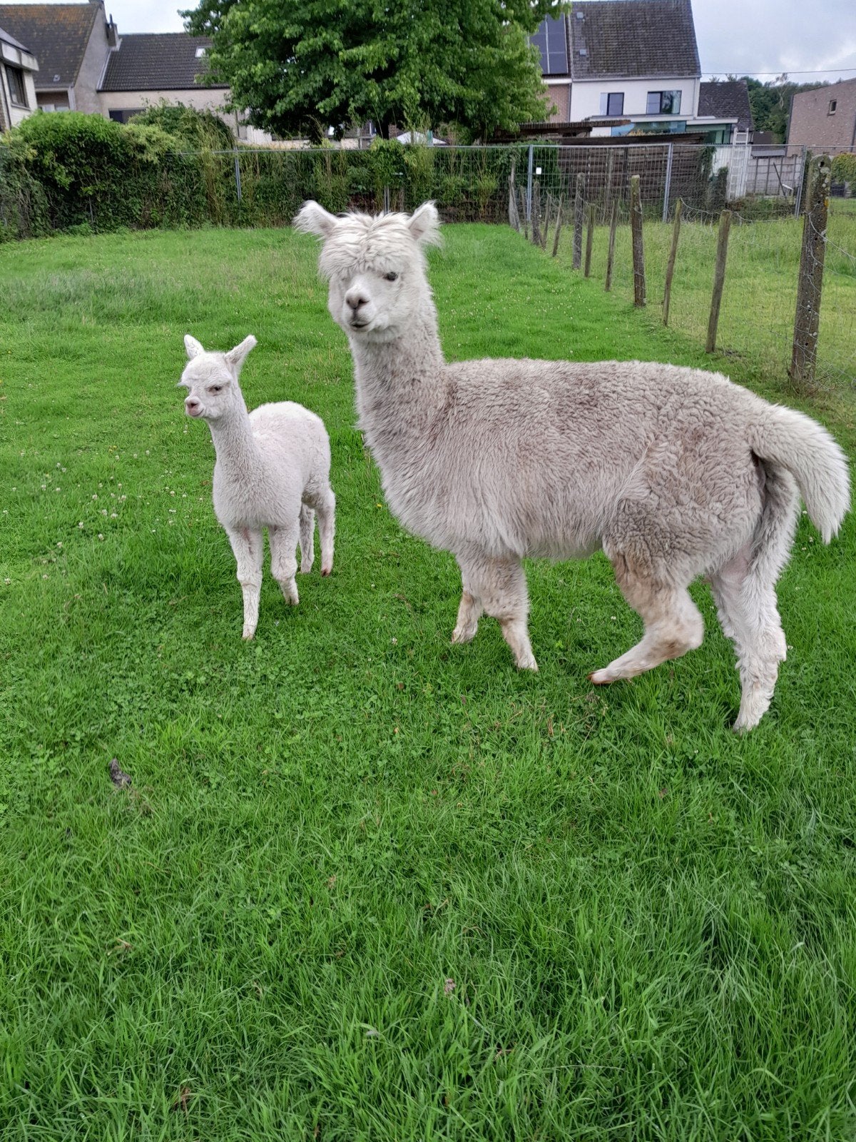 ALPACA MERRIE met MERRIE  CRIA, Maart, Vrouwelijk