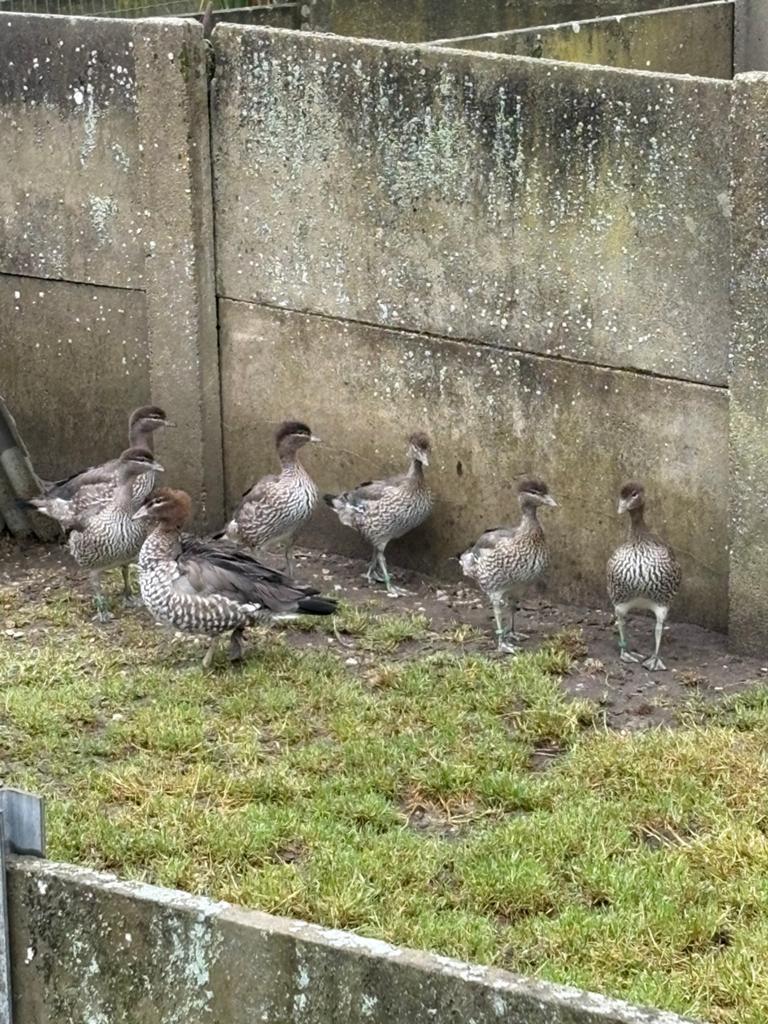 Manenganzen, Meerdere dieren, Gans of Zwaan