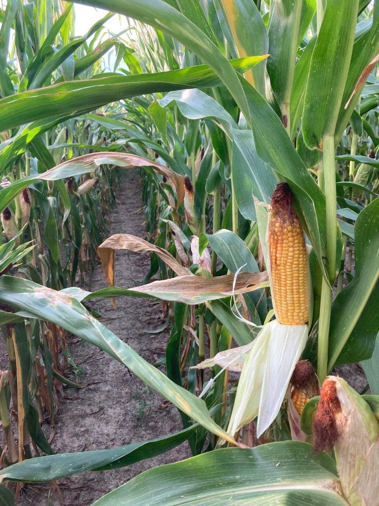 mais op stam Hooglede 5,36 ha, Zakelijke goederen, Landbouw | Veevoer, Ophalen