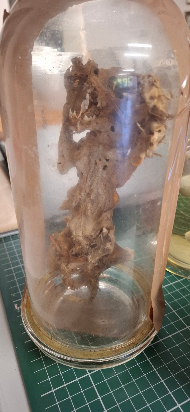 Glazenstolp met kitten mummi, Enlèvement
