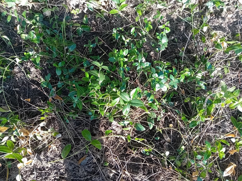 planten, Tuin en Terras, Ophalen, Bodembedekkers, Vaste plant, Halfschaduw
