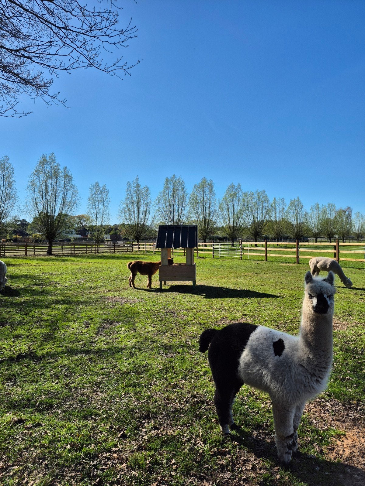 Prachtig bonte alpaca hengst, Dieren en Toebehoren, Overige Dieren, Augustus, Mannelijk