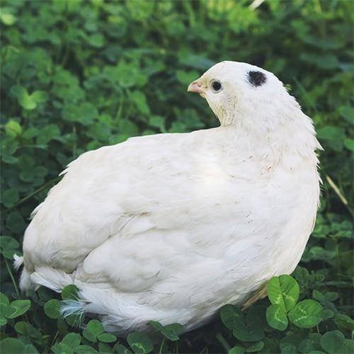 Allerlaatste TEXAS A&M voor dit jaar., Animaux & Accessoires, Volatiles