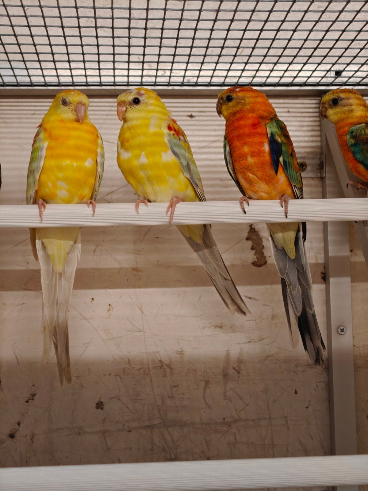 Roodrug parkieten, Meerdere dieren, Parkiet, Geringd