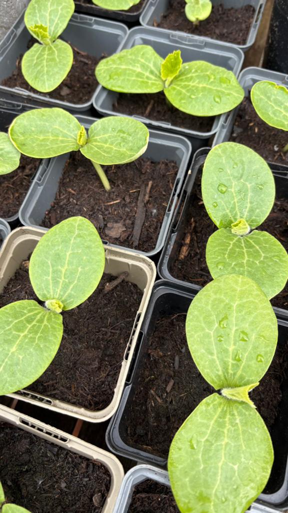 Spaghetti pompoen plantjes, Tuin en Terras, Planten | Tuinplanten, Ophalen, Groenteplanten