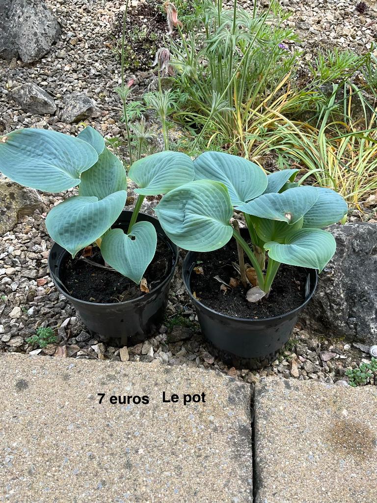 Meerjarige tuinplanten, Vaste plant, Halfschaduw, Lente, Ophalen