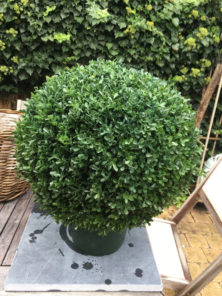 Mooie kunst buxus kwaliteit !, Tuin en Terras, Ophalen