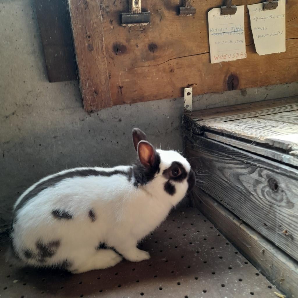 Kleurdwerg, Dieren en Toebehoren, Konijnen, Dwerg, Mannelijk, 0 tot 2 jaar