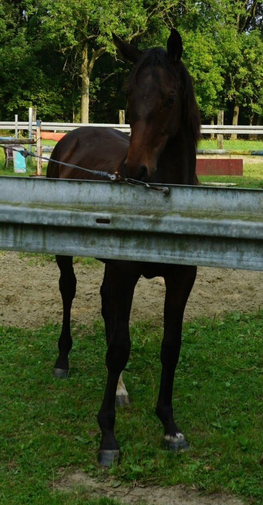 paarden ;ik zoek een hoefsmidschort in leder(Bekapschort )., Animaux & Accessoires, Vêtements d'équitation, Enlèvement ou Envoi