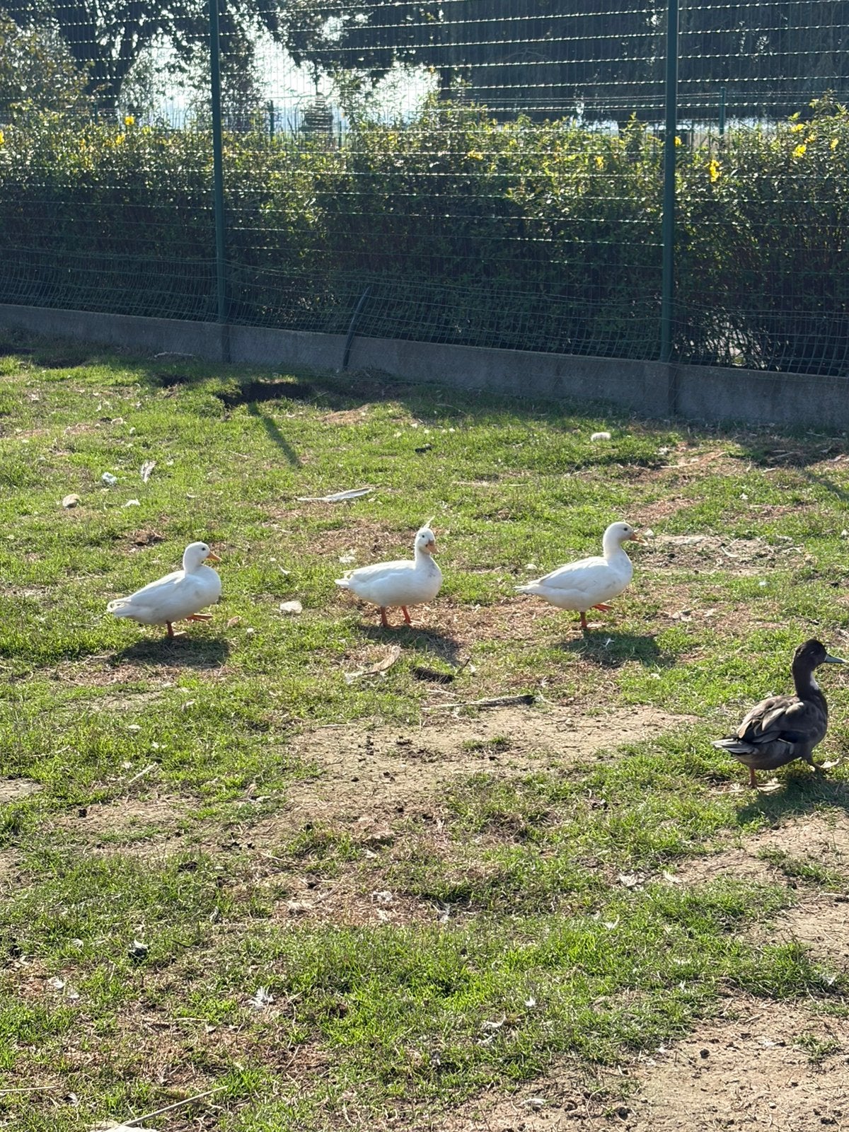 Hollandse kwakers, Dieren en Toebehoren, Mannelijk, Eend