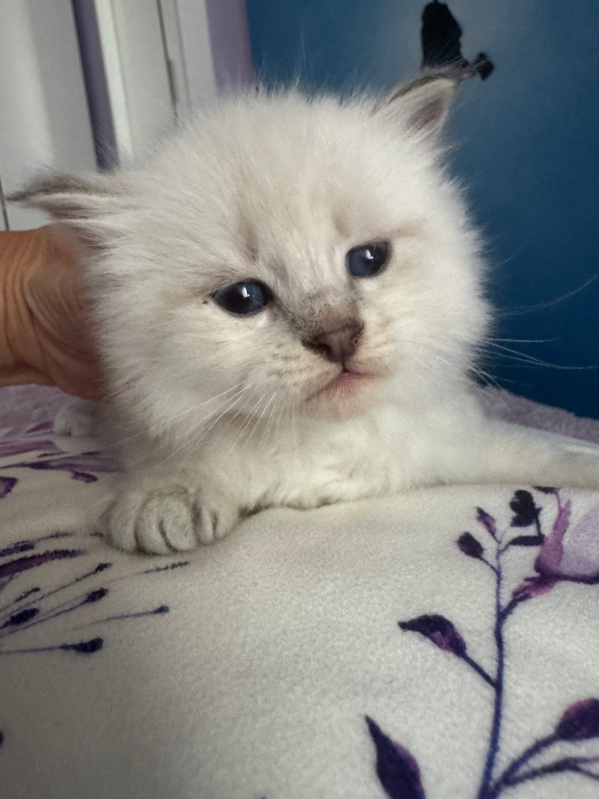 Siberian te koop, Chat, Avec pedigree, 0 à 2 ans