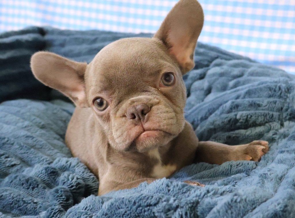 Super leuke Franse Bulldog pups!, 15 weken tot 1 jaar, Buitenland, CDV (hondenziekte), Bulldog