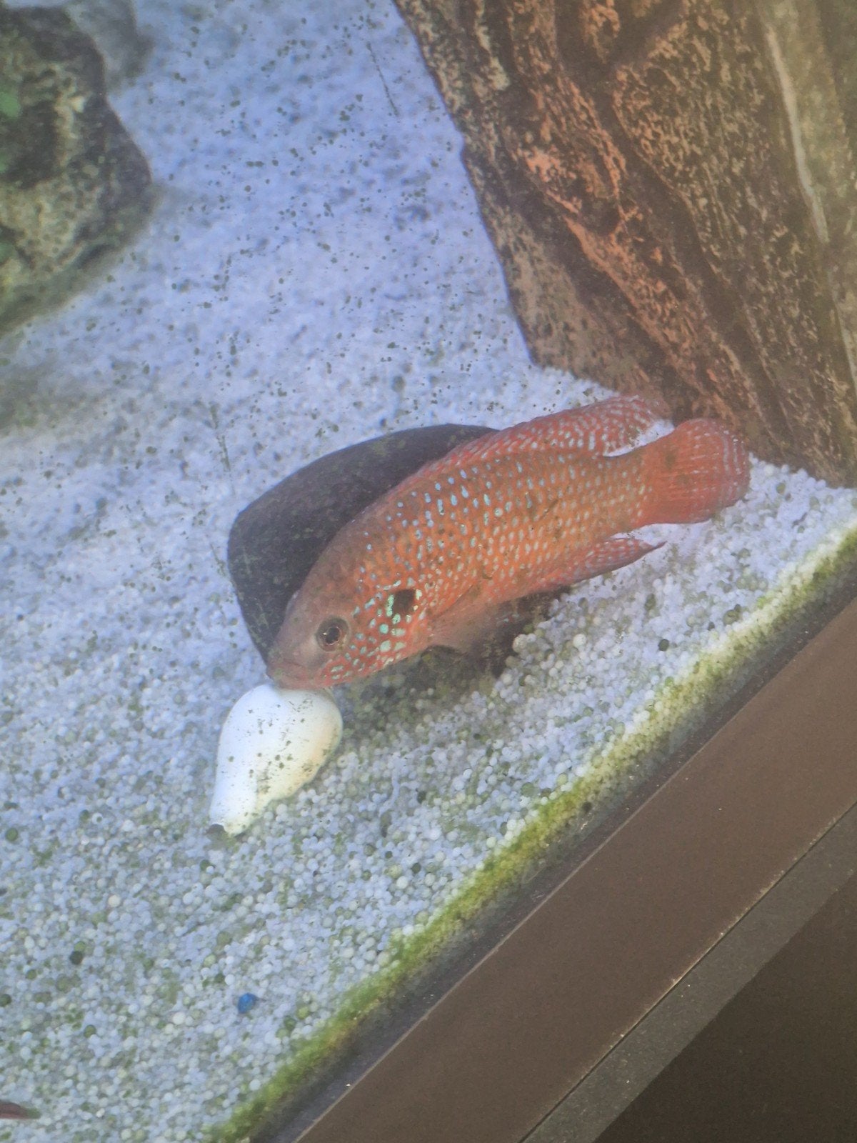 volwassen mannetje  Hemichromis bimaculatus gratis te geef, Dieren en Toebehoren