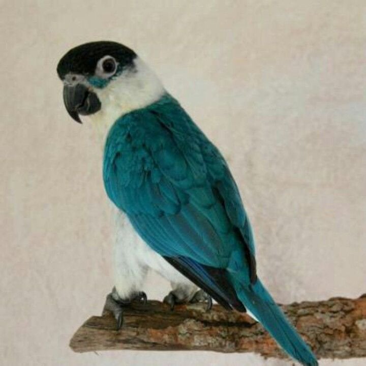 Gezocht: Blauwe Caique, Plusieurs animaux, Perroquet, Parleur