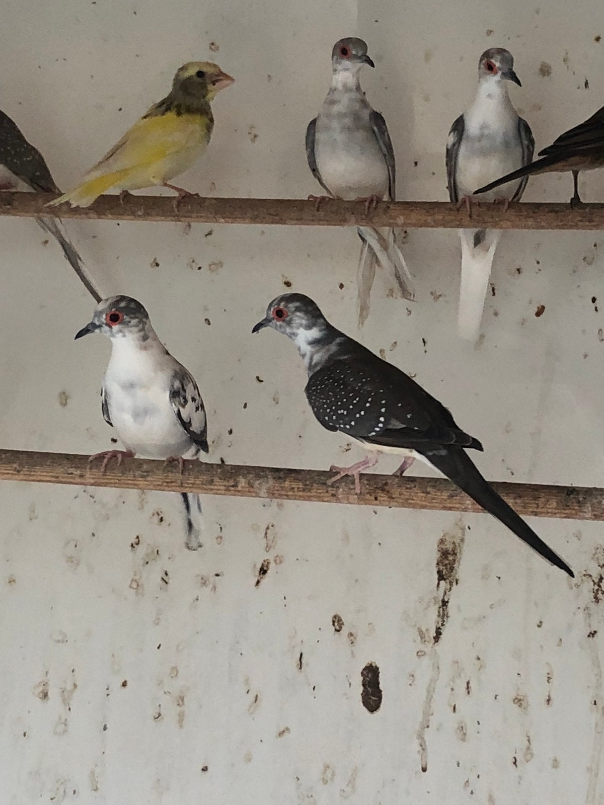 Diamand duiven, Dieren en Toebehoren, Vogels | Overige Vogels