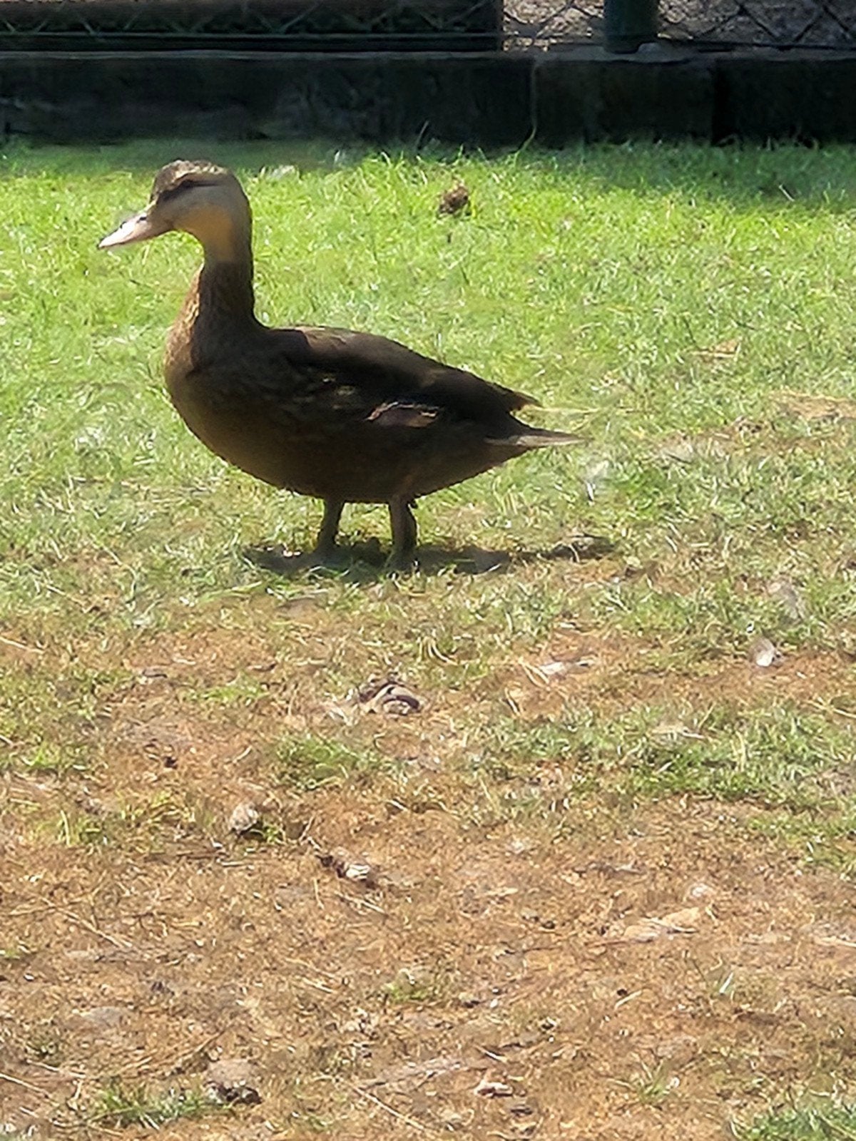 Florida eenden