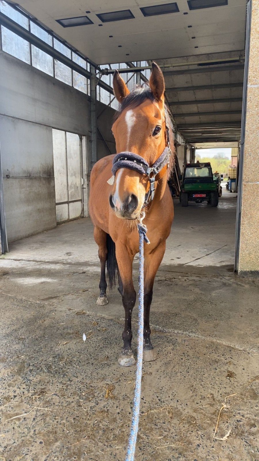 Project paard te koop van 6 jaar, Dieren en Toebehoren, Gechipt, Ruin, Zadelmak, 3 tot 6 jaar