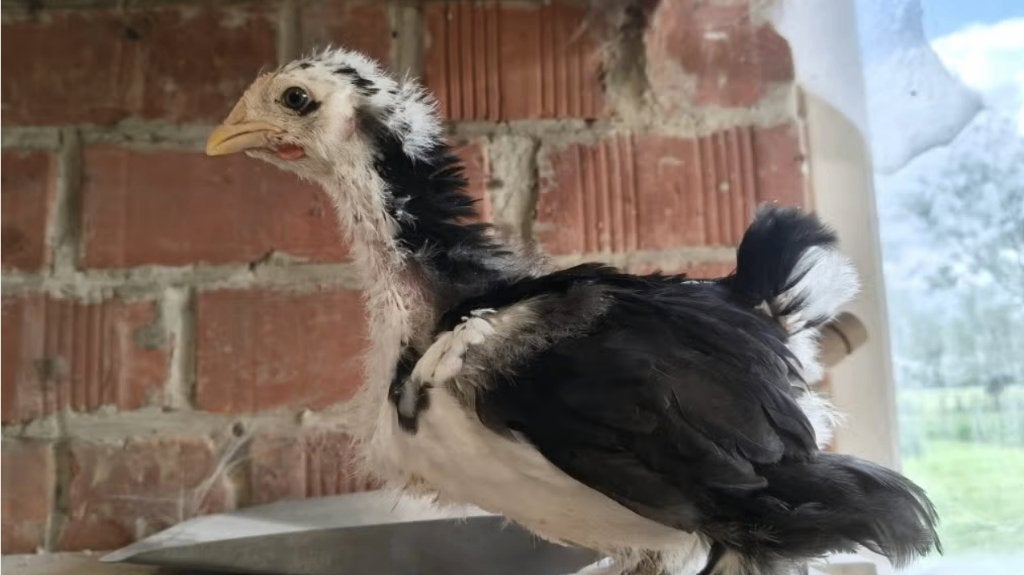 Grote legkippen, Dieren en Toebehoren, Pluimvee, Kip, Meerdere dieren