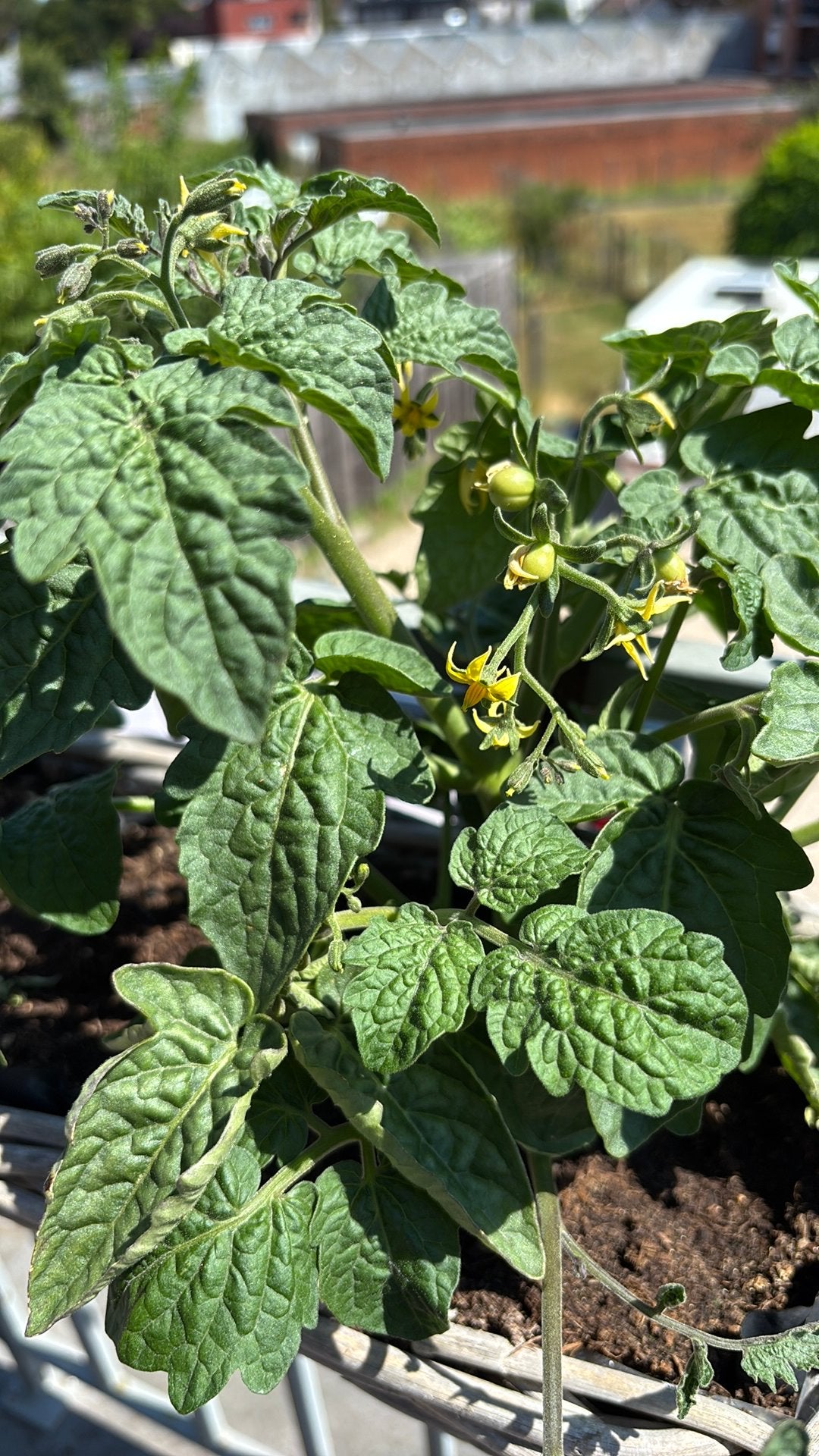 Gezonde balkontomaat met tomaatjes, Tuin en Terras, Ophalen