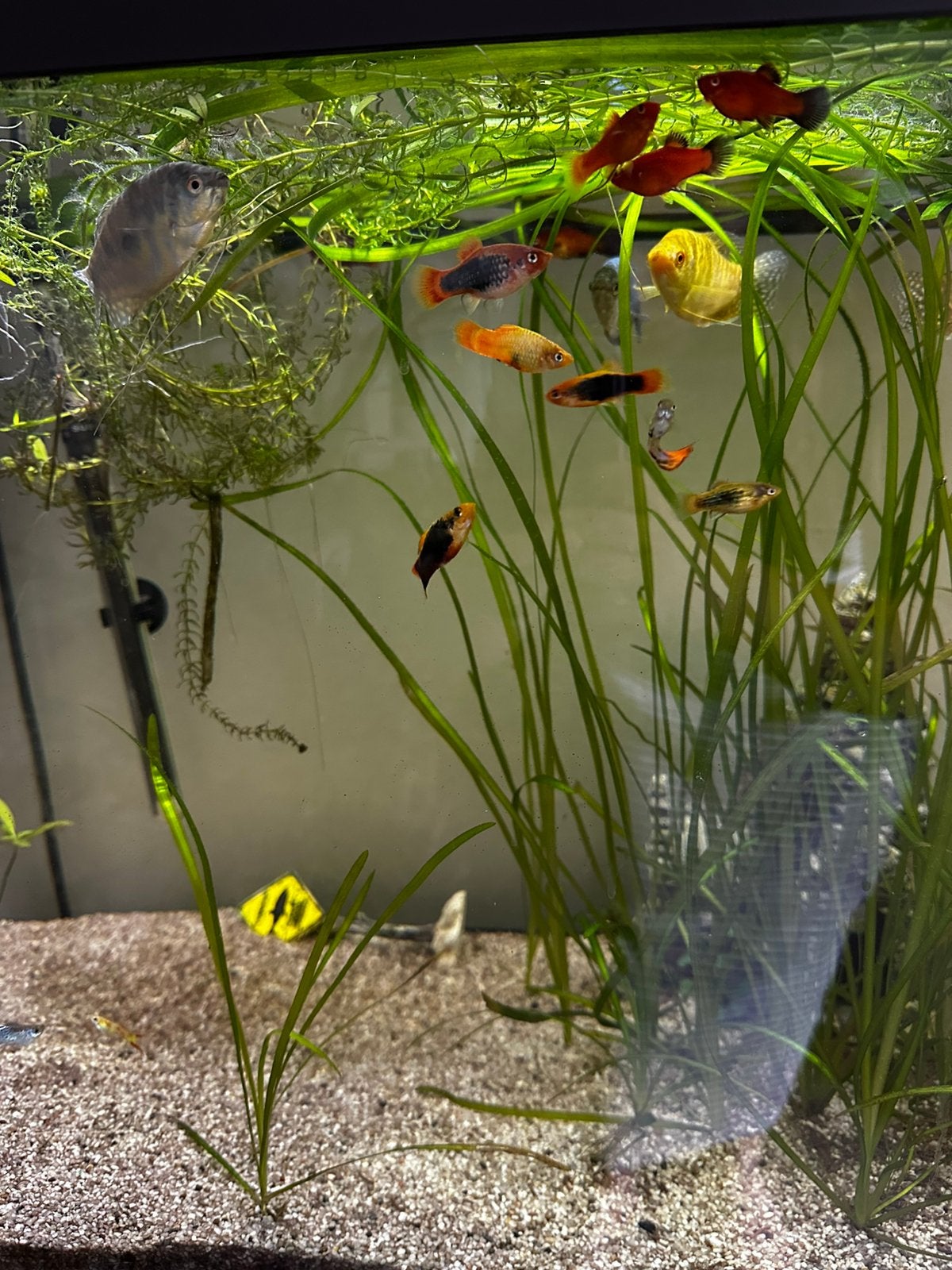 Gratis vissen, Poisson, Poisson d'eau douce