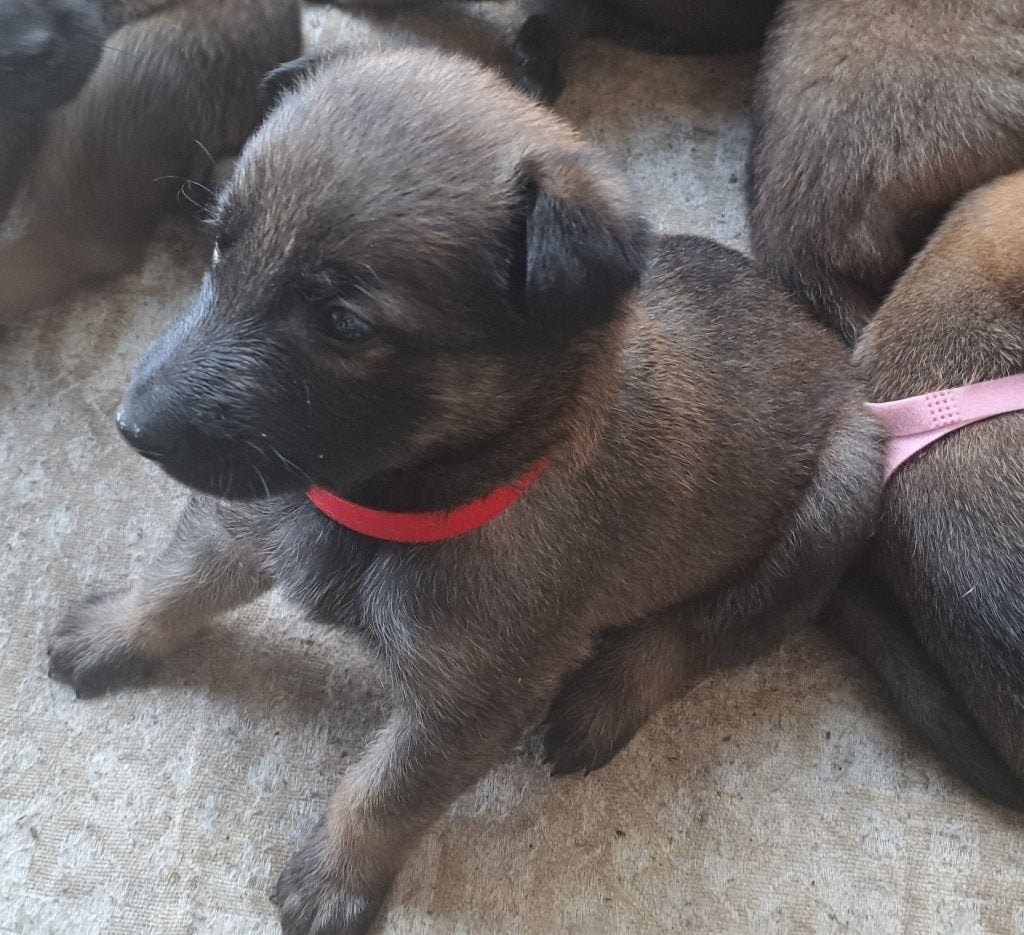 Mechelse herder pups, Particulier, 8 à 15 semaines, Plusieurs, Belgique