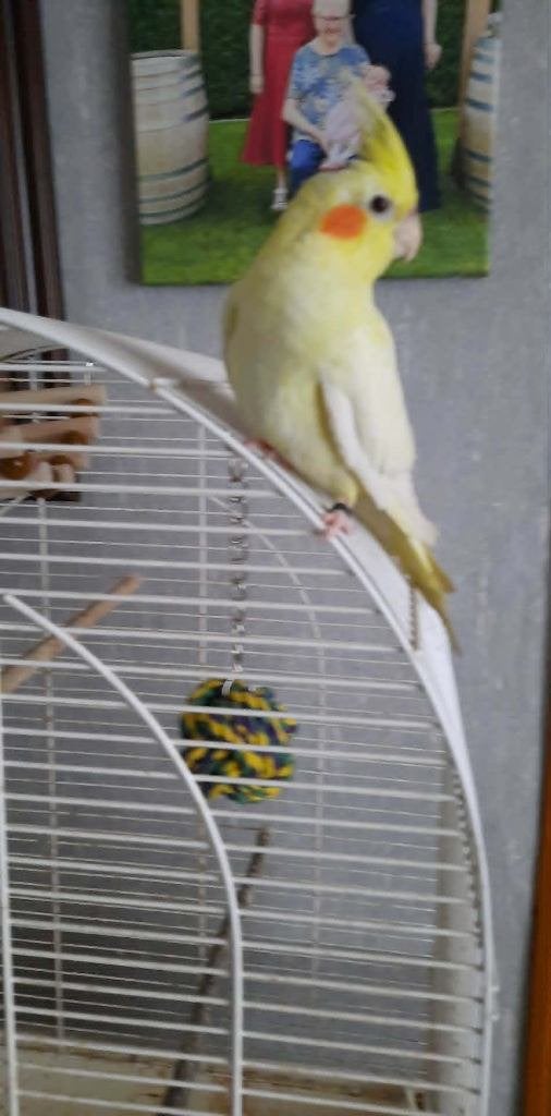 vogels, Dieren en Toebehoren, Parkiet, Tam