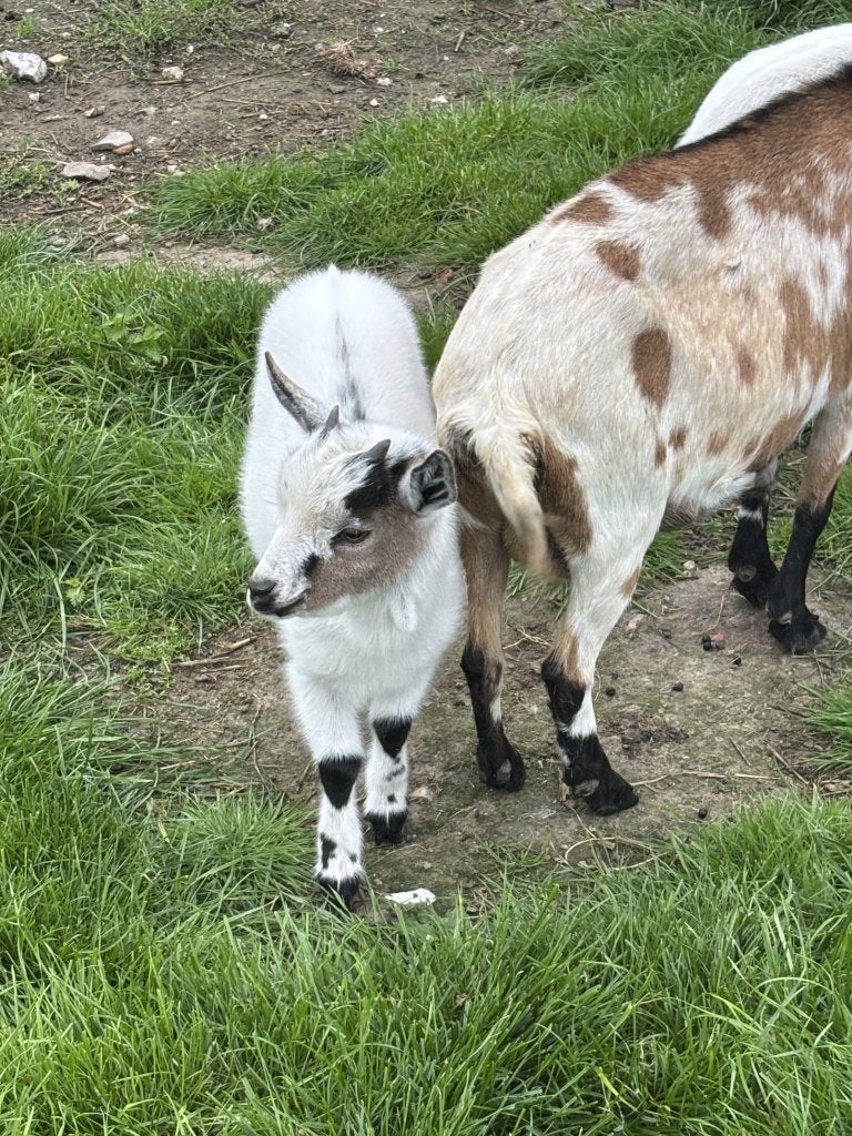 geiten, Meerdere dieren, Geit, 0 tot 2 jaar