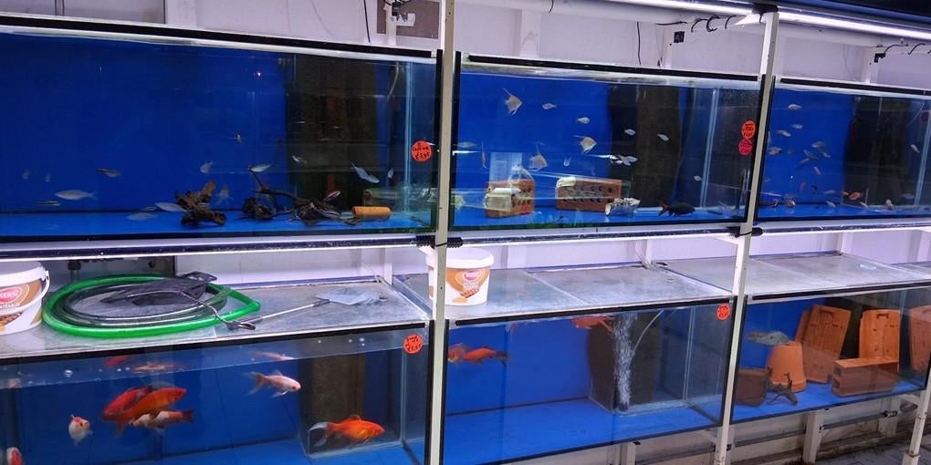 Aquarium stelling!!! met 6 x aquarium!!!, Dieren en Toebehoren, Ophalen, Overige merken, Zo goed als nieuw, Leeg aquarium
