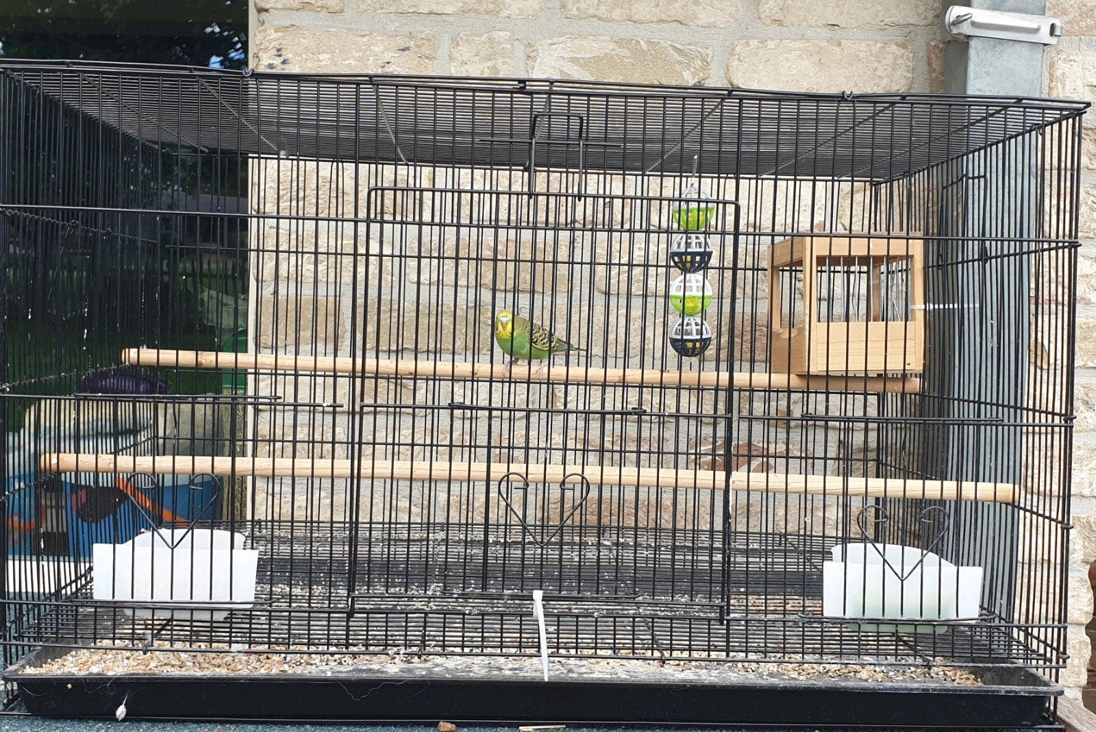 grasparkiet man met kooi, Dieren en Toebehoren, Mannelijk, Parkiet