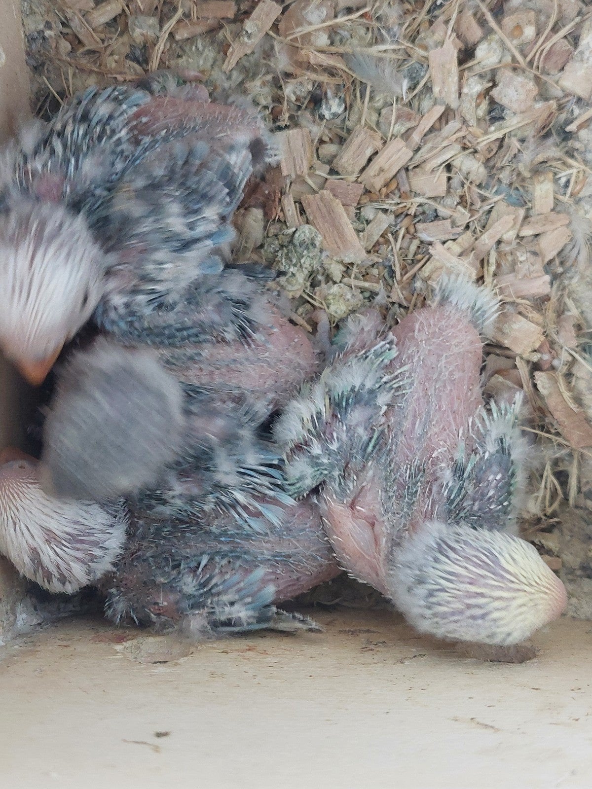 Agapornis roseicollie babys handopfok, Dieren en Toebehoren, Geringd