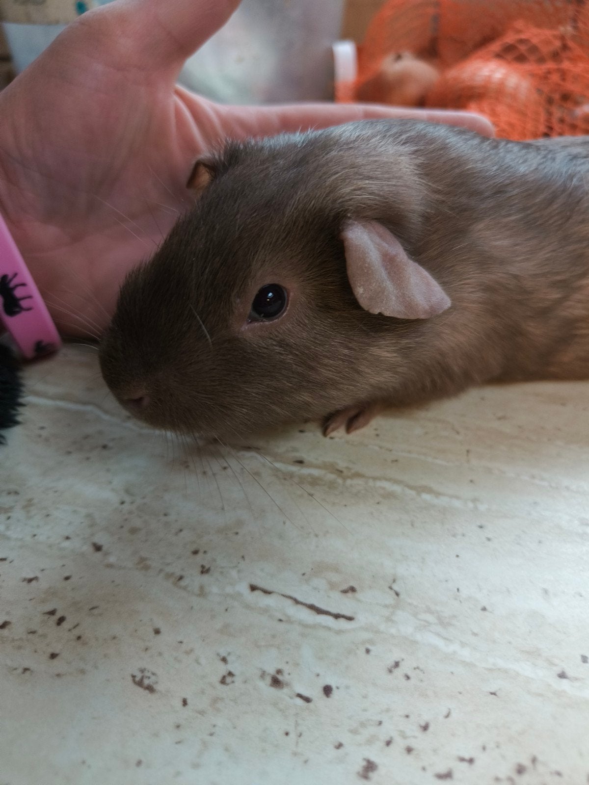 jong cavia, Animaux & Accessoires, Septembre, Mâle, Cobaye