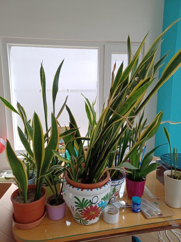 Sansiveria. Excl pot. Vrije gift, Ophalen