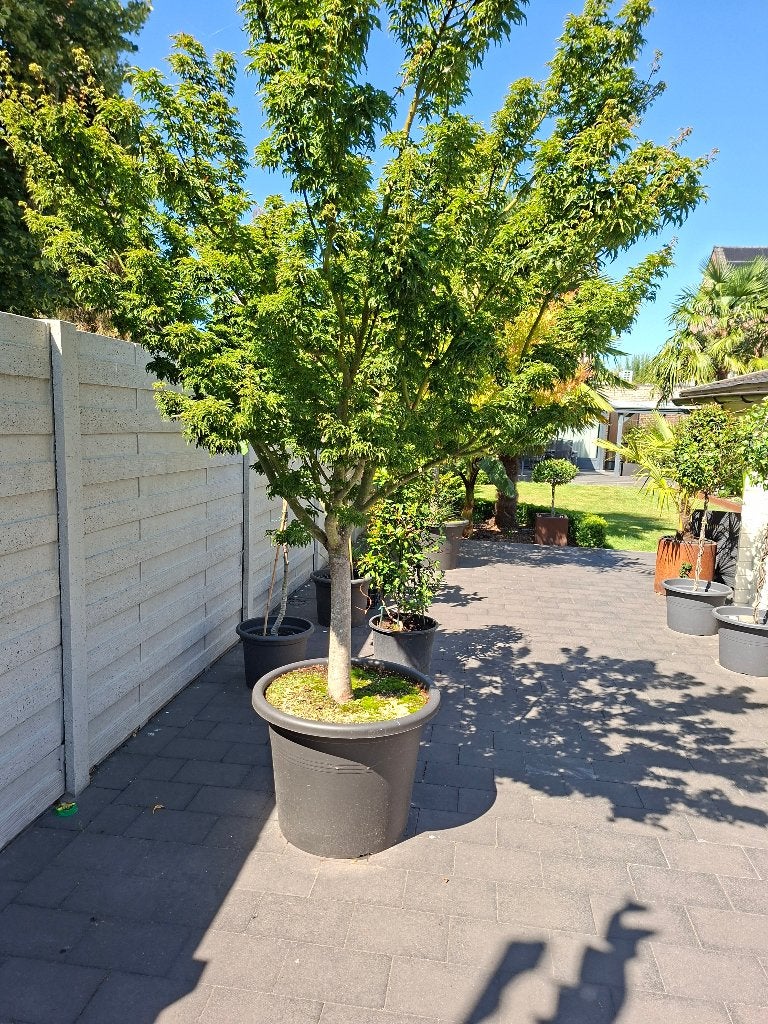 Japanse esdoorn Shishigashira, Ophalen