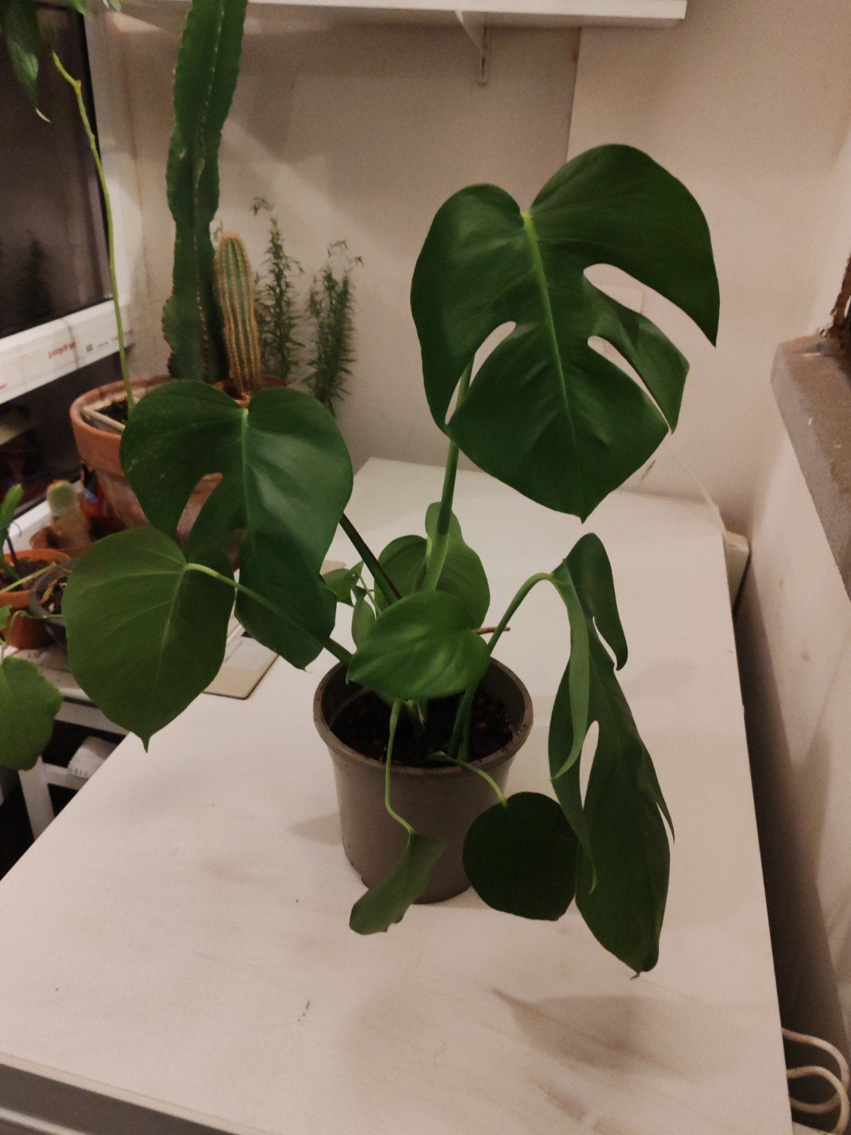 monstera, Enlèvement