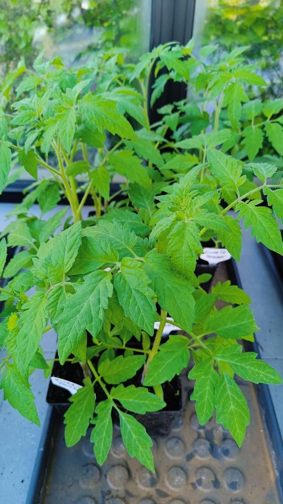 Groentenplanten, tomatenplanten, Tuin en Terras, Ophalen