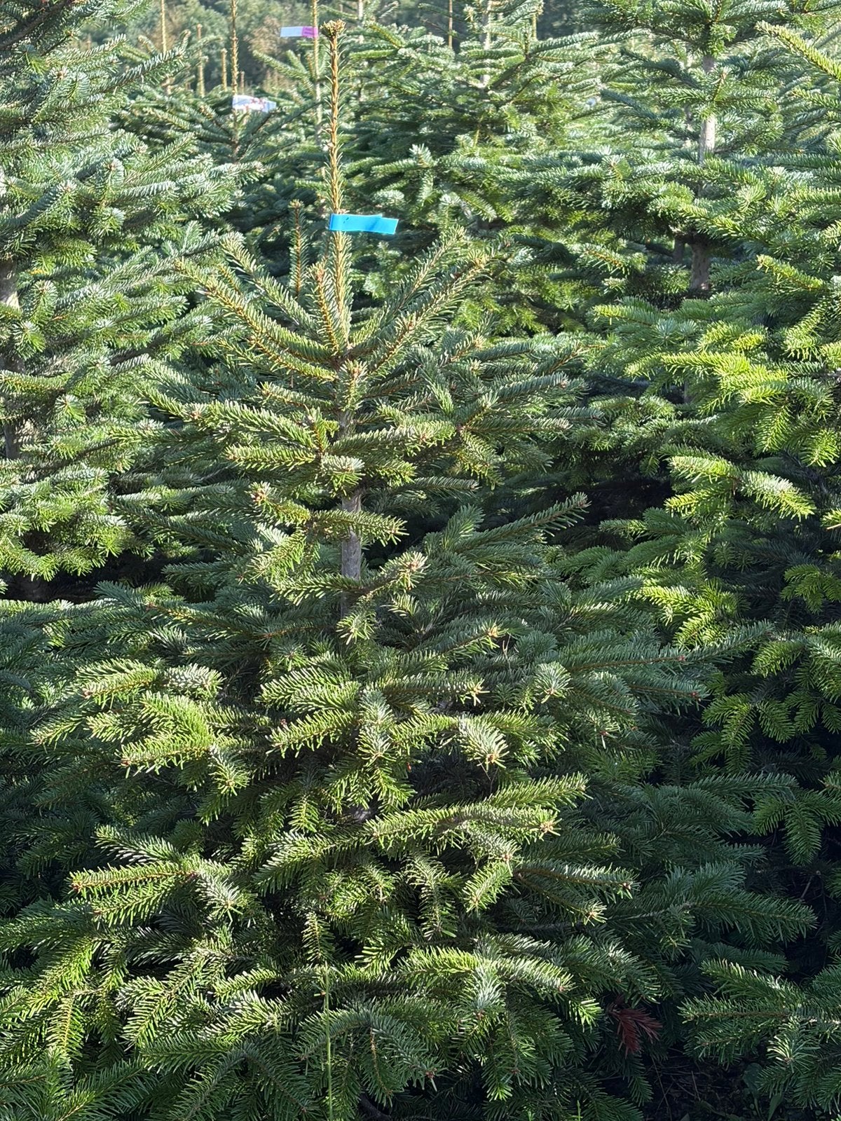 NORDMANN - 125 - 175cm - MOOIE KWALITEIT, Jardin & Terrasse, Enlèvement