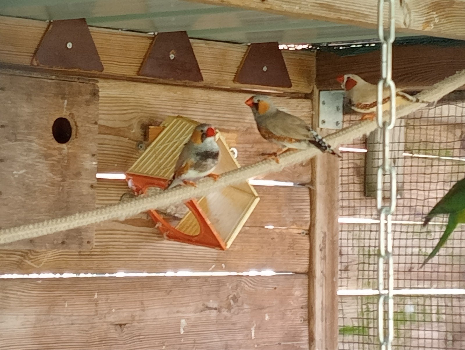 4 zebravinken 2 kwartels, Meerdere dieren, Tropenvogel