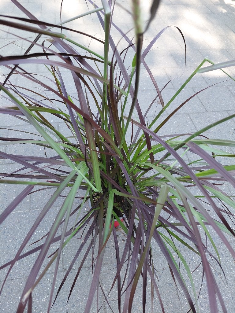 Pennisetum, Tuin en Terras, Planten | Tuinplanten, Ophalen, Halfschaduw