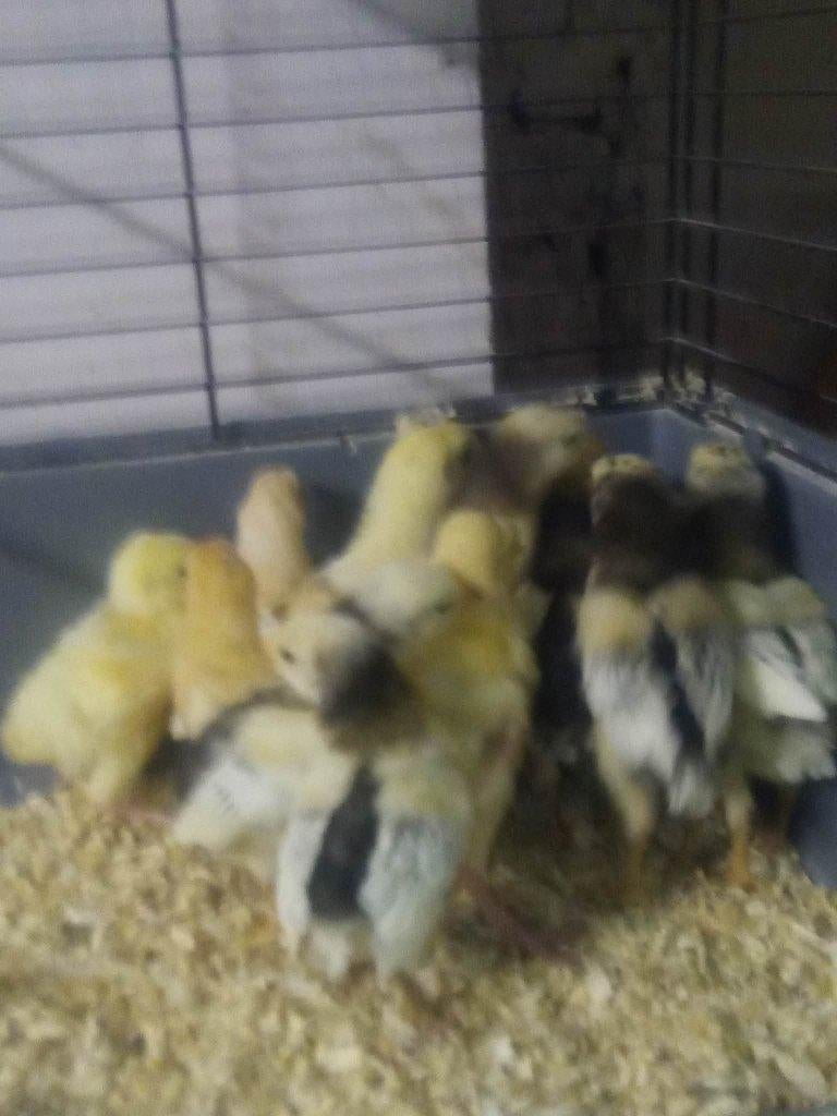 kuikens, Dieren en Toebehoren, Pluimvee, Vrouwelijk, Kip