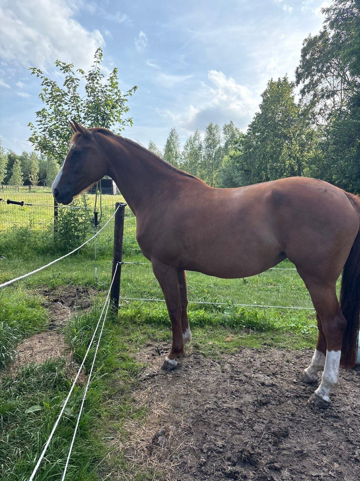 Prachtige elite merrie te koop, Dieren en Toebehoren, Paarden, Merrie