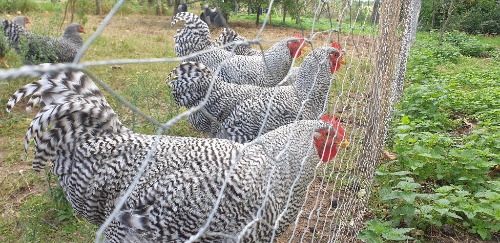 Amrock hanen, Animaux & Accessoires, Volatiles, Mâle, Poule ou poulet
