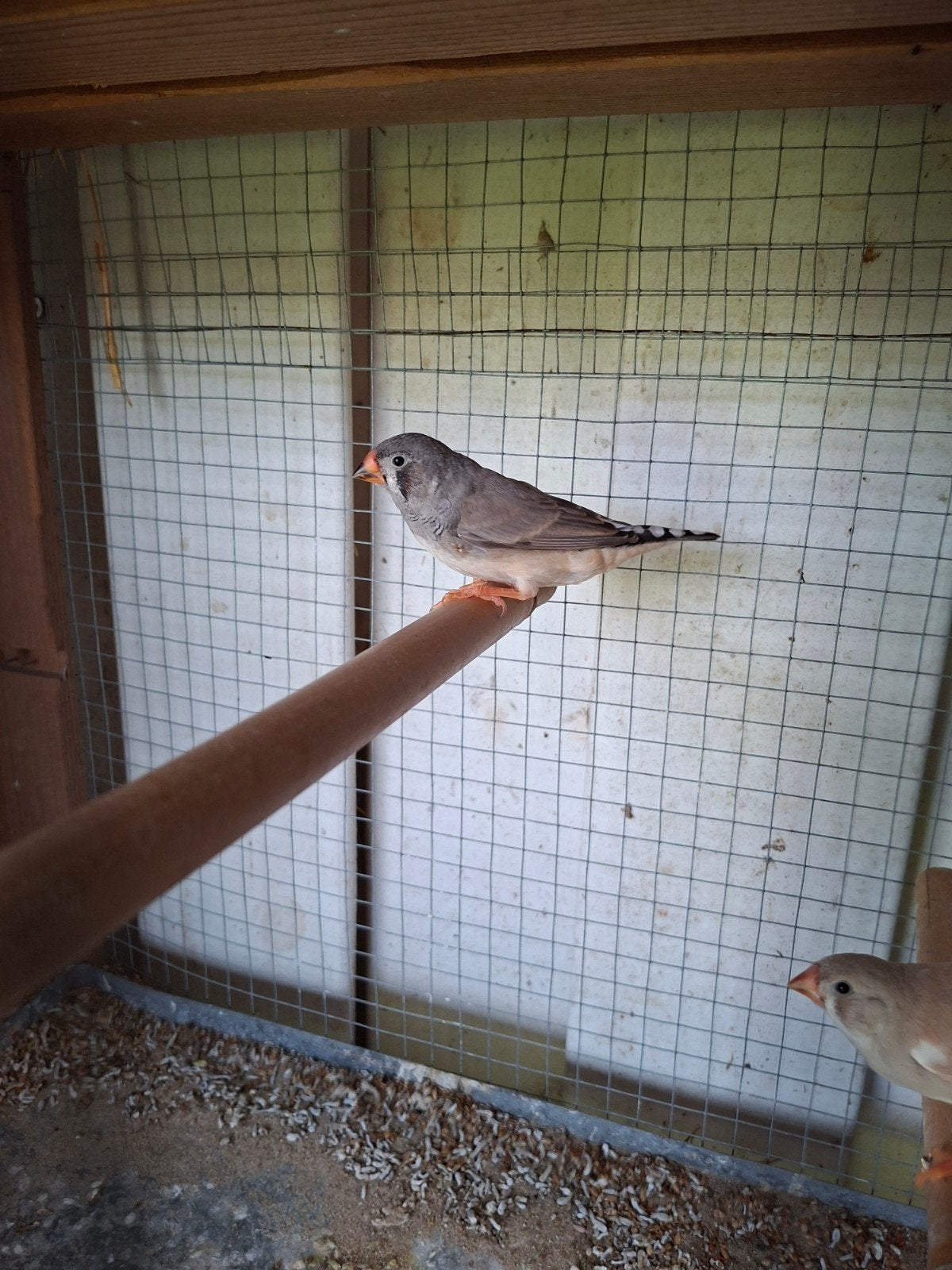 zebravinken te koop, Dieren en Toebehoren