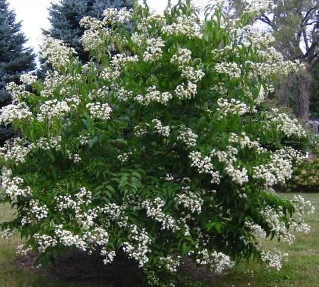 Heptacodium miconioides-7 zonenstruik of kleine boom, Tuin en Terras, Ophalen
