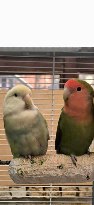 Papegaai, Dieren en Toebehoren, Ophalen, Nieuw